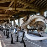 La galleria dei cetacei